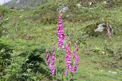 Digitalis purpurea